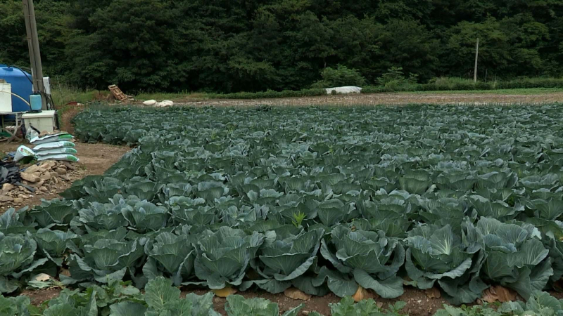 양배추
