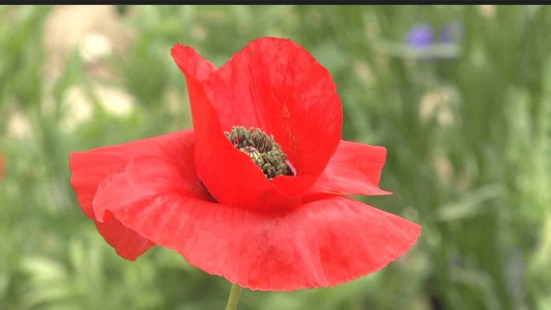 양귀비